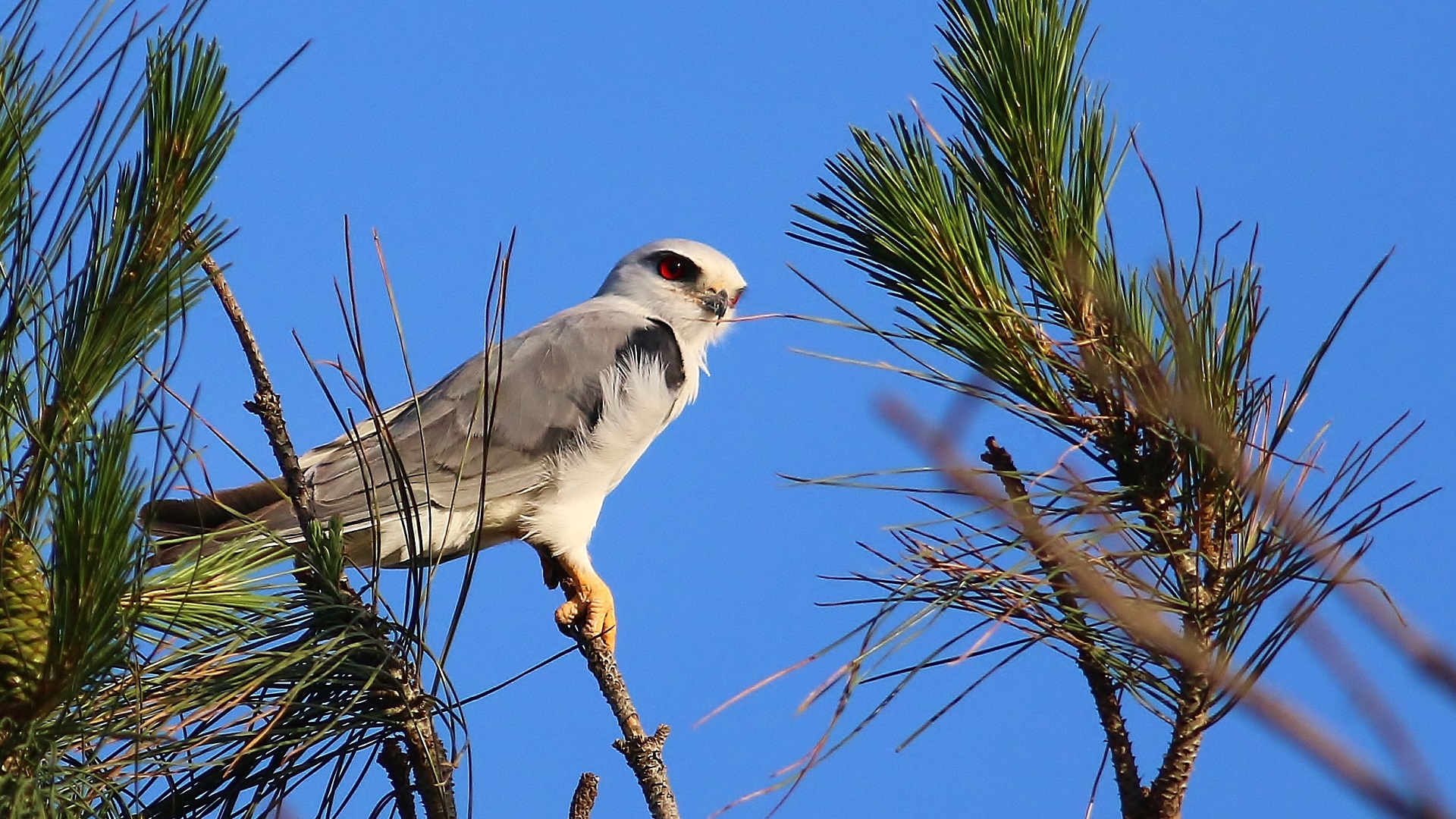 Black-winged Kite